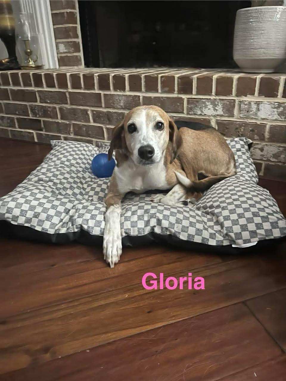 GLORIA, ADOPTABLE, Senior Female Coonhound & Hound.