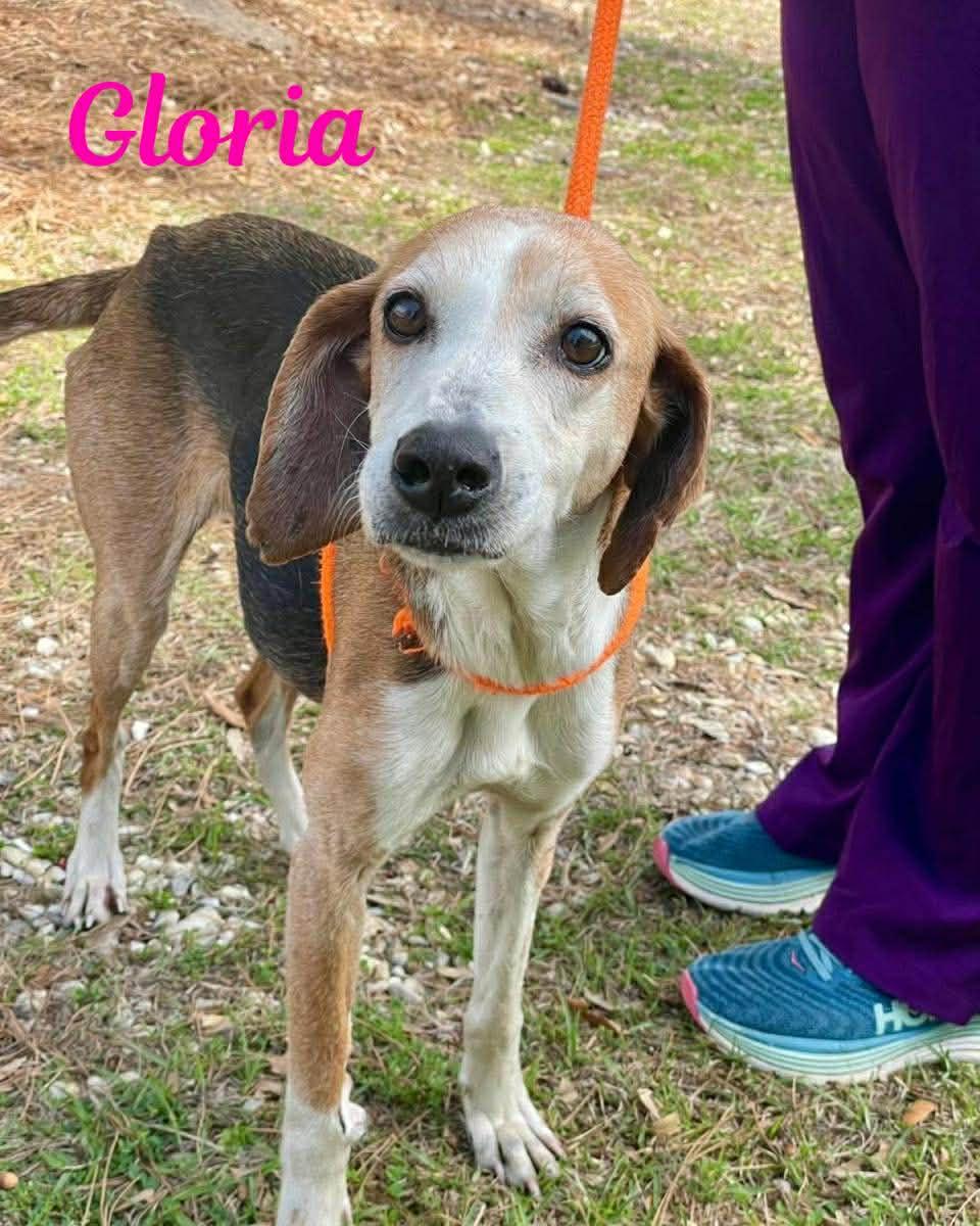 Enlarge GLORIA, a ADOPTABLE mixed breed in Madisonville, LA image 1/4