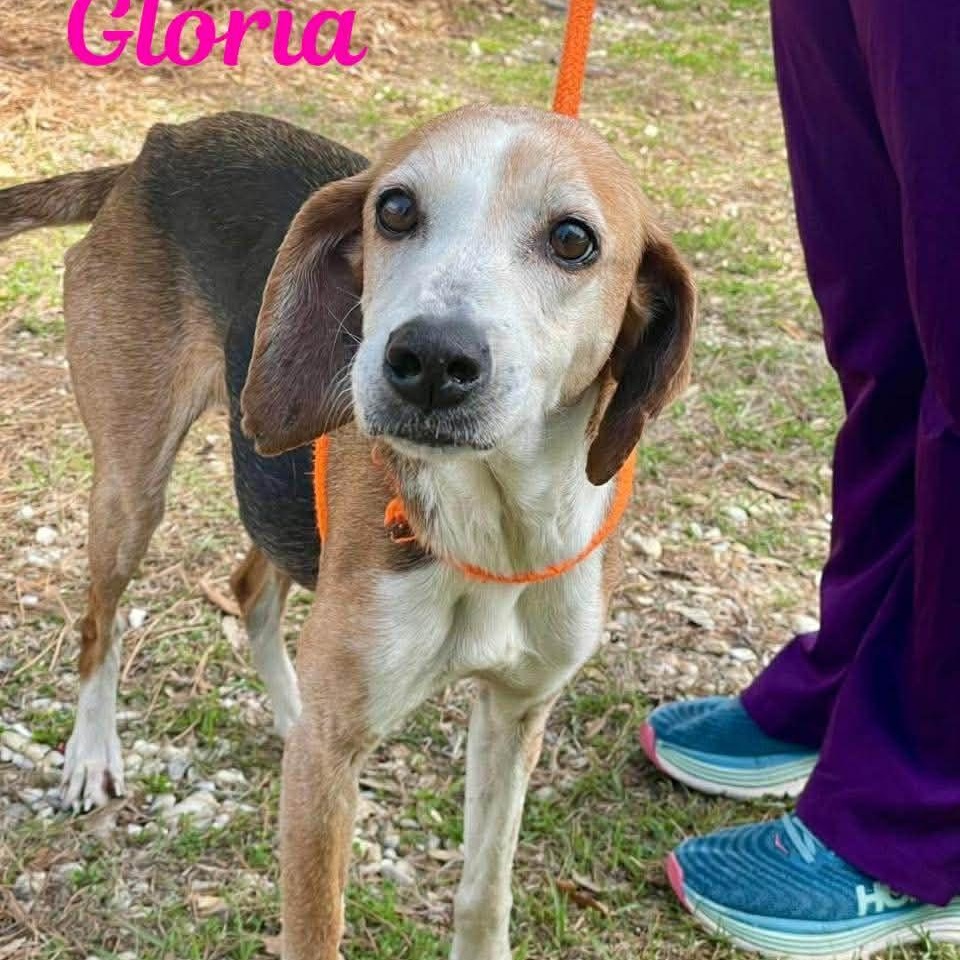Enlarge GLORIA, a ADOPTABLE mixed breed in Madisonville, LA image 5/5