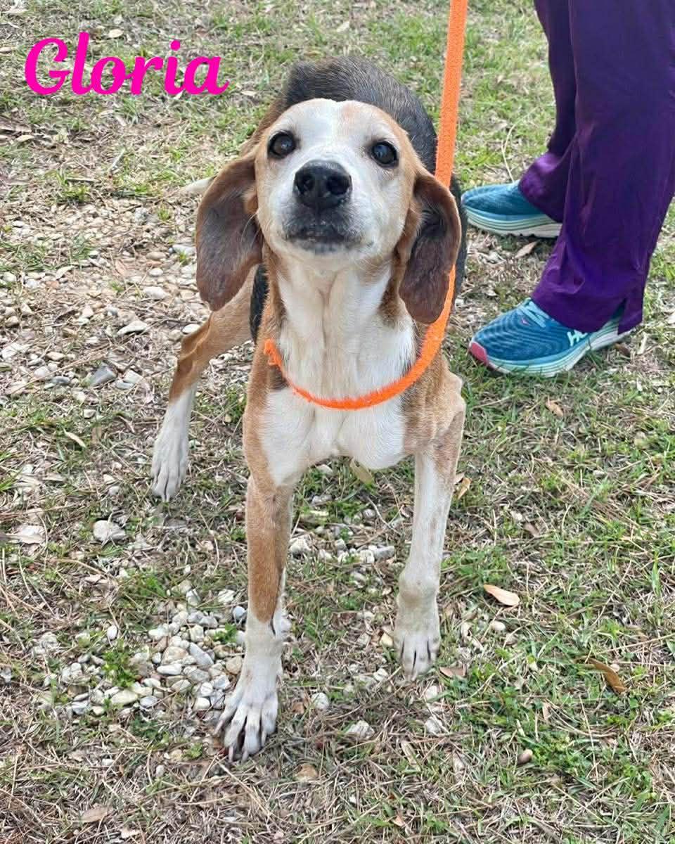 Enlarge GLORIA, a ADOPTABLE mixed breed in Madisonville, LA image 2/4