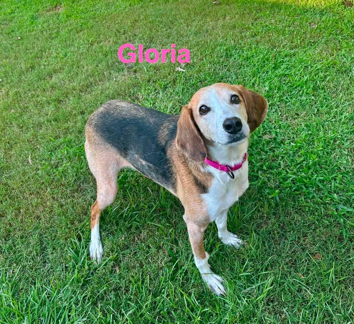 GLORIA, ADOPTABLE, Senior Female Coonhound & Hound.