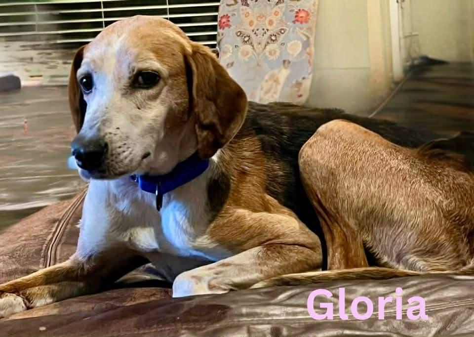 Enlarge GLORIA, a ADOPTABLE mixed breed in Madisonville, LA image 3/4