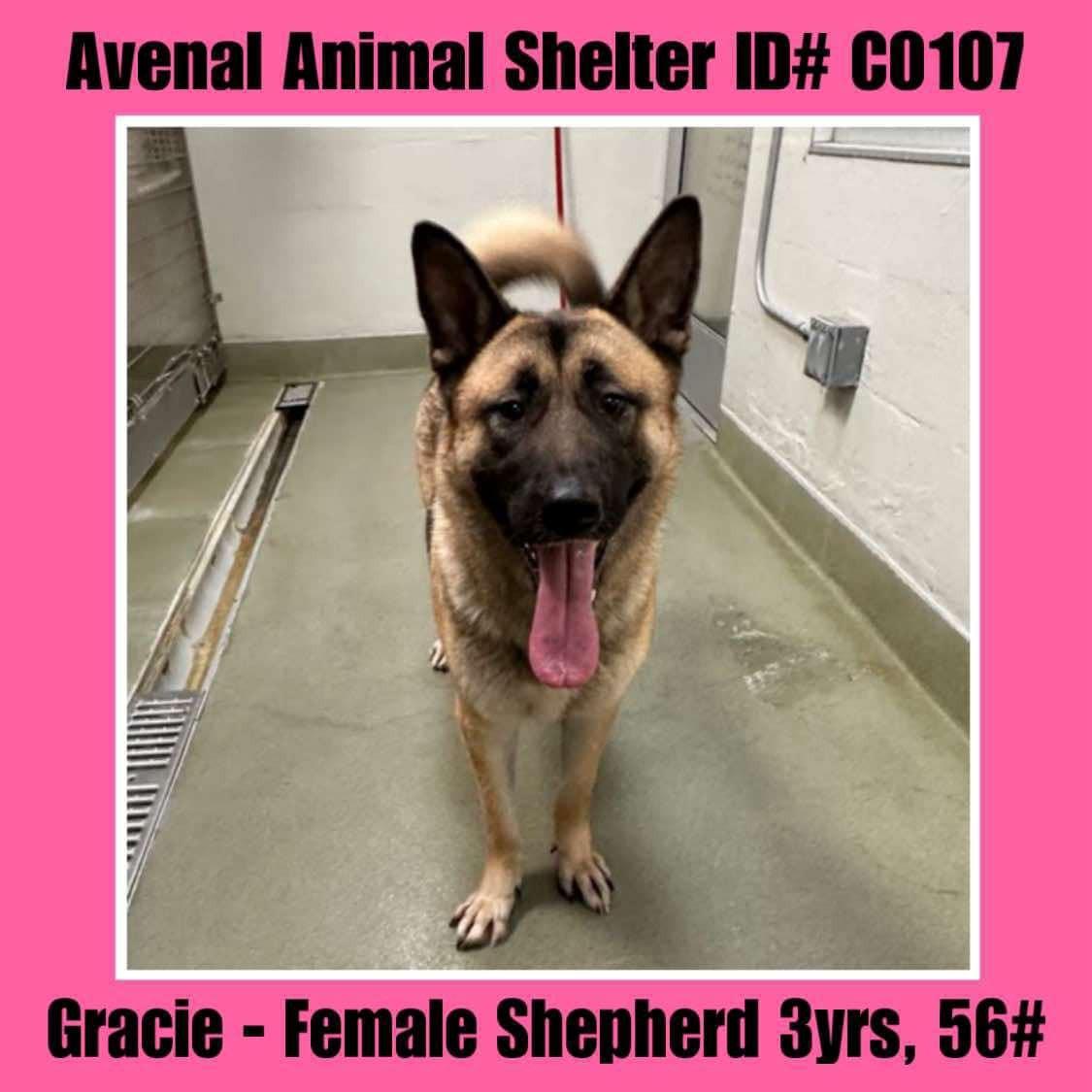 Gracie, Adoptable, Adult Female Shepherd & Akita.