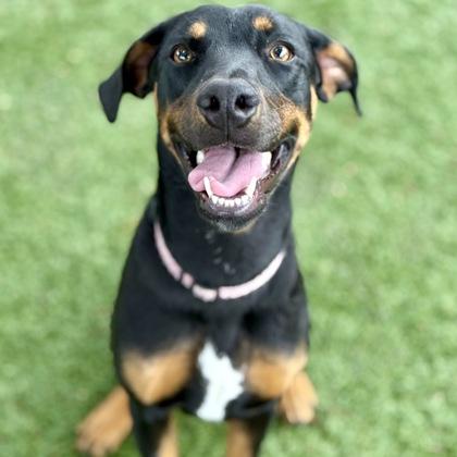Clara, a ADOPTABLE mixed breed in Red Bluff, CA image 2/3