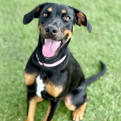 Clara, a ADOPTABLE mixed breed in Red Bluff, CA image 3/3