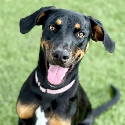 Clara, ADOPTABLE, Young Female Doberman Pinscher.