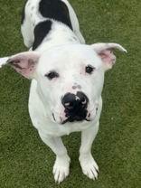 Alfred, ADOPTABLE, Adult Male Pit Bull Terrier.