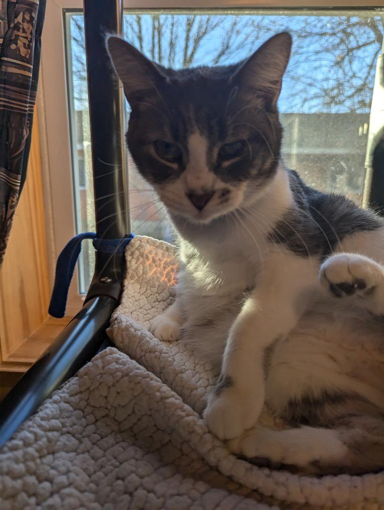 Wilsonett, Adoptable, Young Female Domestic Short Hair.