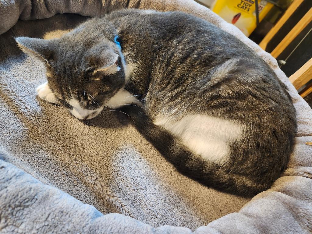 Wilson, Adoptable, Young Female Domestic Short Hair.