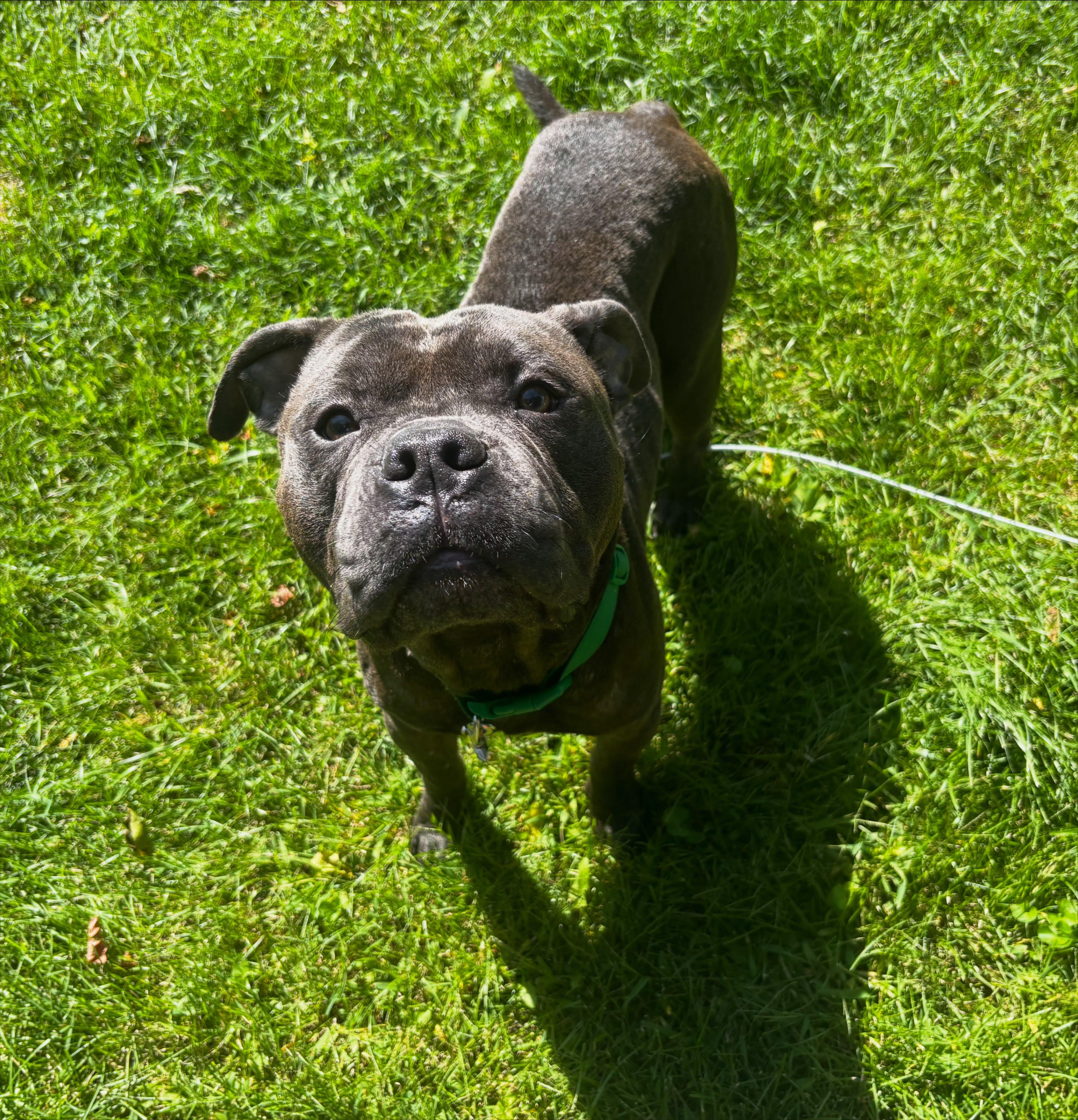 Enlarge Coach, a Adoptable mixed breed in Detroit, MI image 4/5