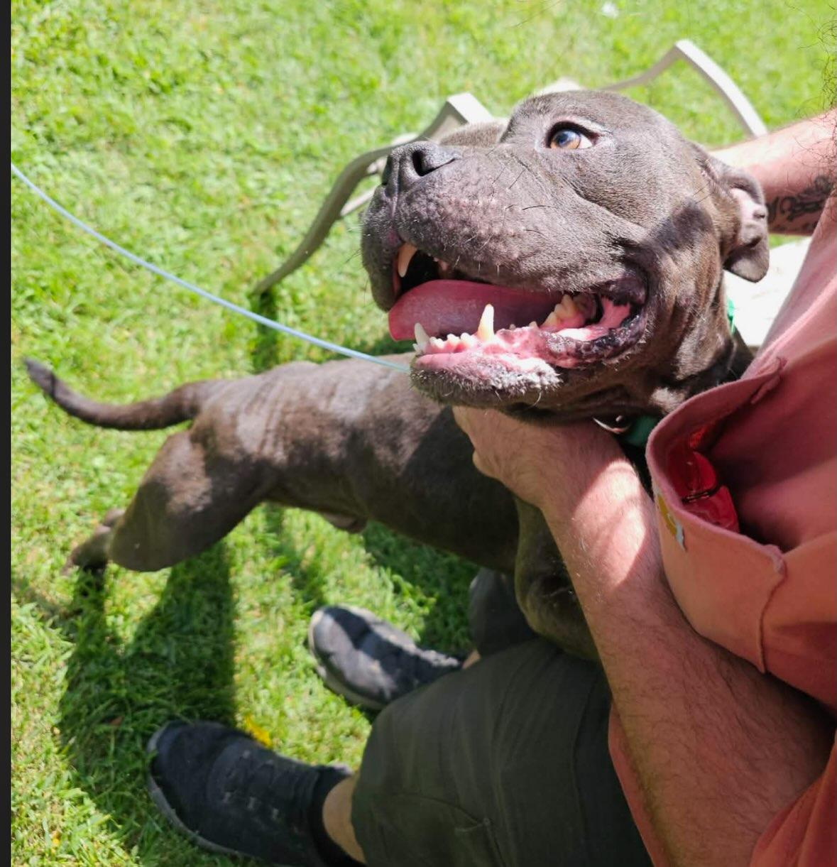 Enlarge Coach, a Adoptable mixed breed in Detroit, MI image 2/5