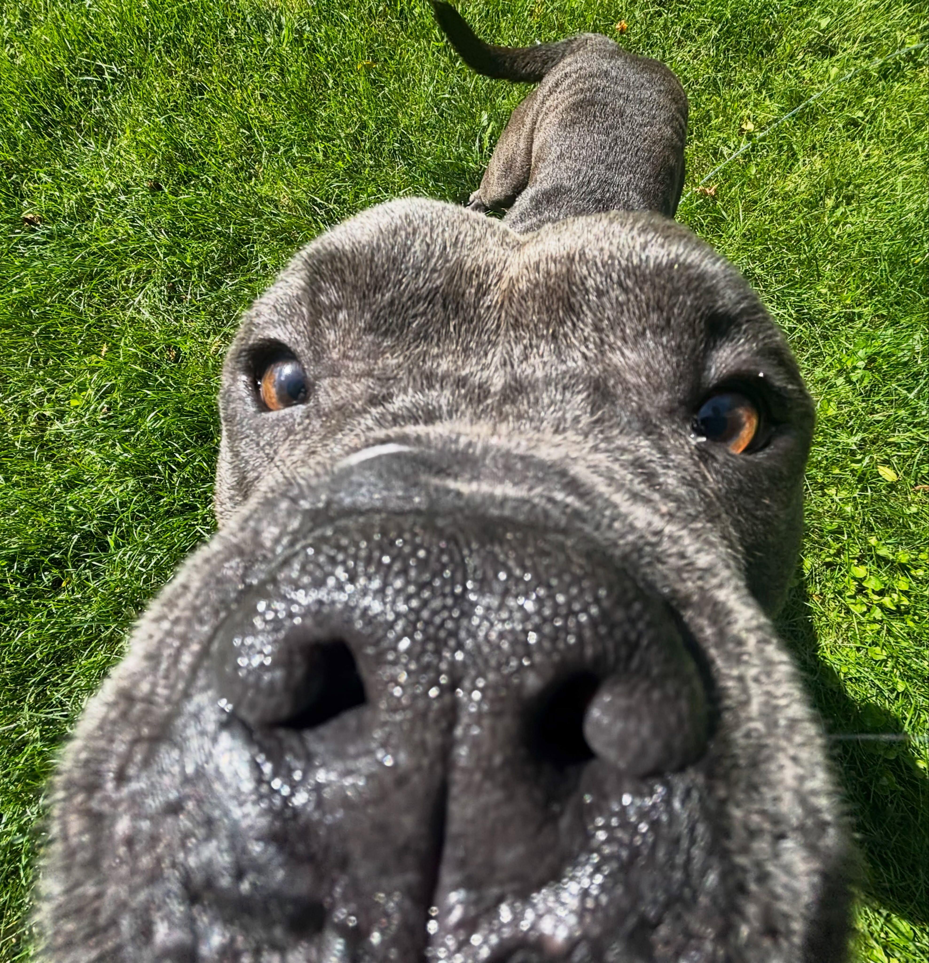 Enlarge Coach, a Adoptable mixed breed in Detroit, MI image 3/5