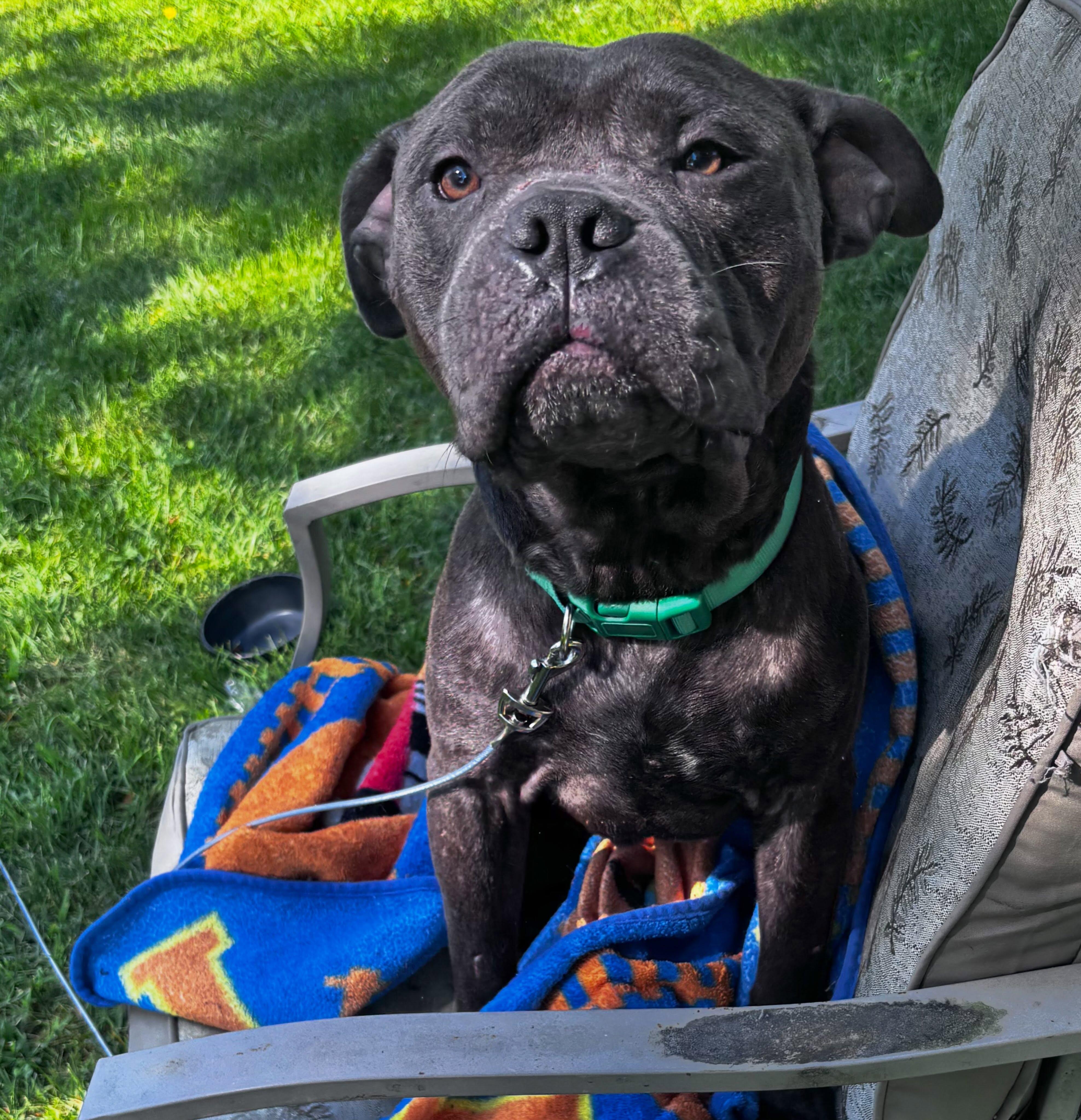 Coach, Adoptable, Young Male Staffordshire Bull Terrier.