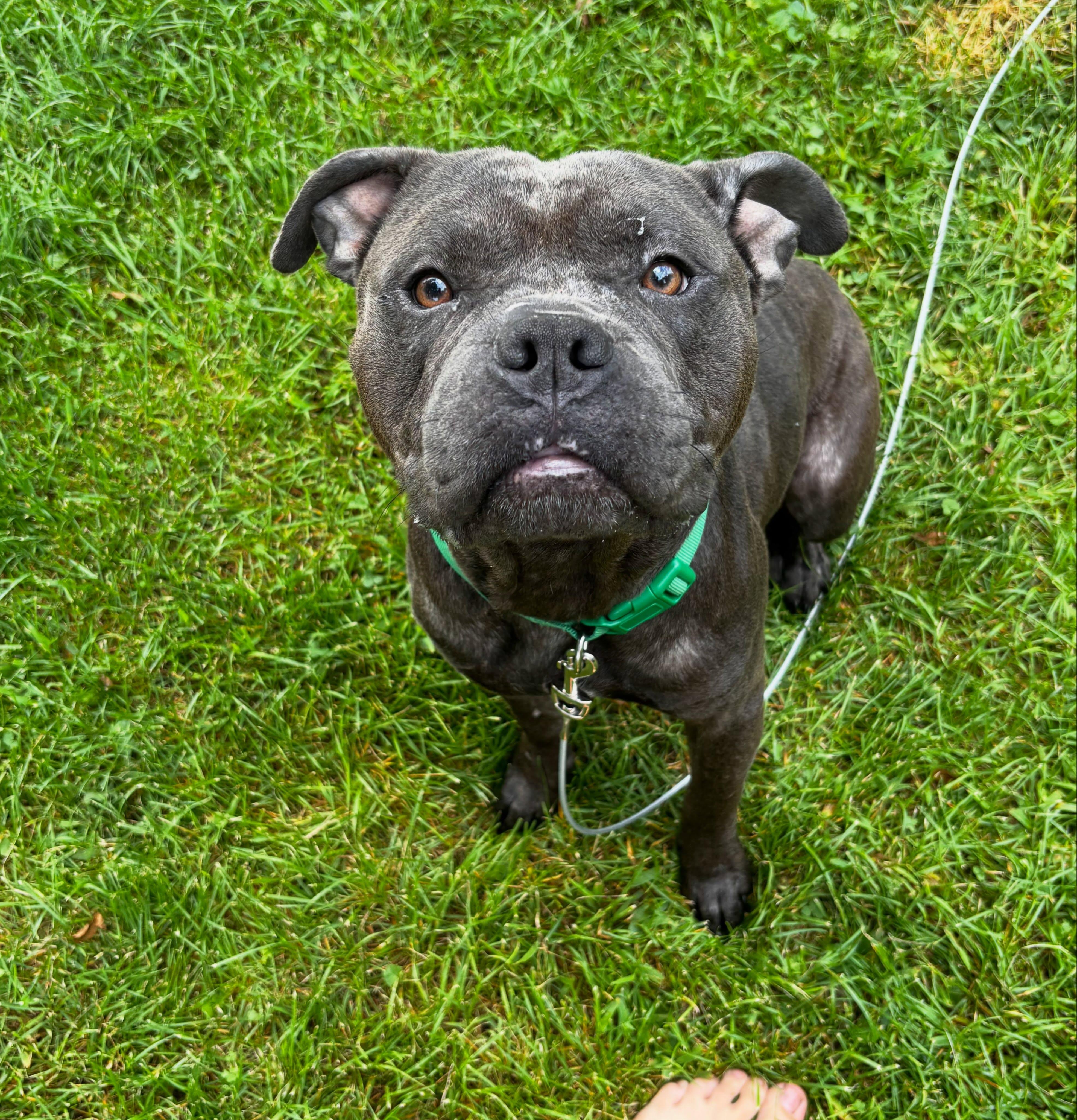 Enlarge Coach, a Adoptable mixed breed in Detroit, MI image 5/5