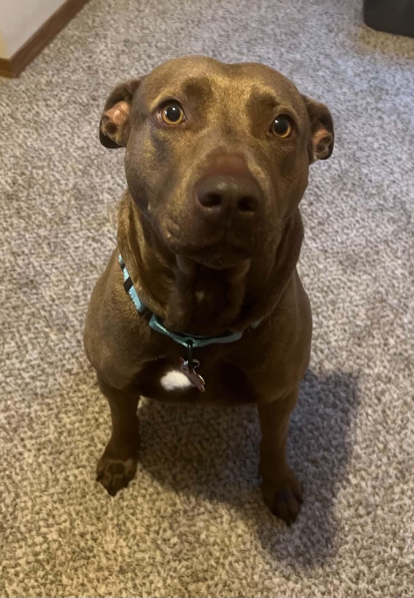 Shirley Temple, Adoptable, Adult Female Mixed Breed.