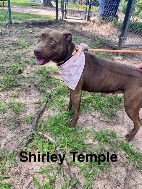 Enlarge Shirley Temple, a Adoptable Mixed Breed in Appleton, WI image 4/6