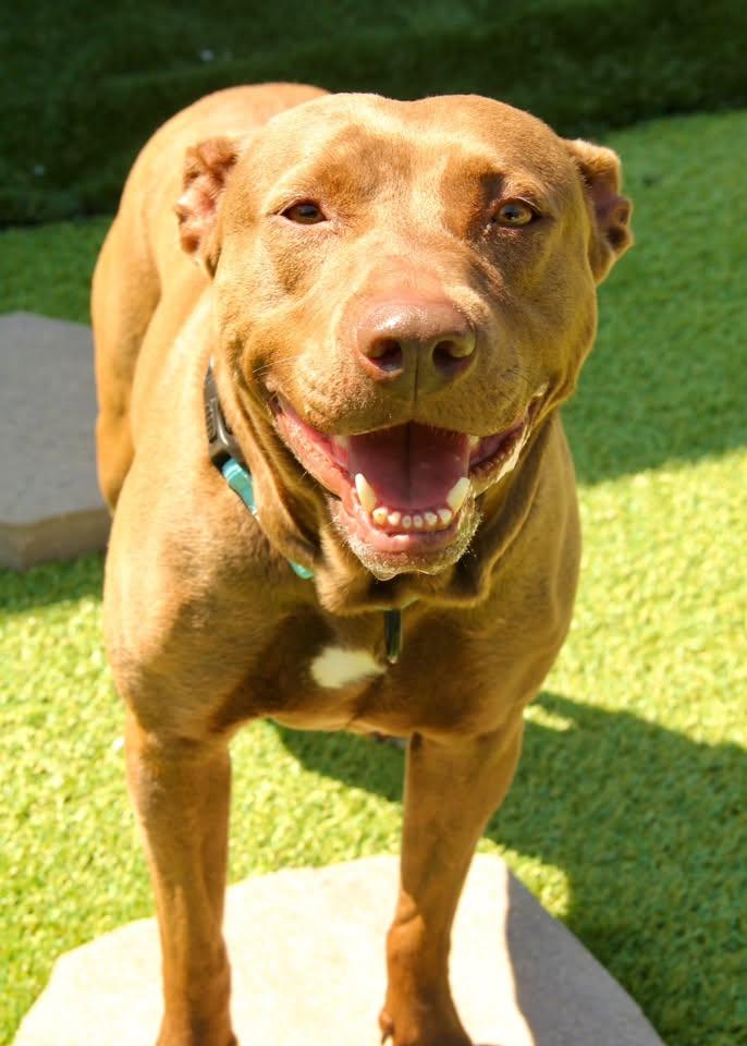 Enlarge Shirley Temple, a Adoptable Mixed Breed in Appleton, WI image 6/6
