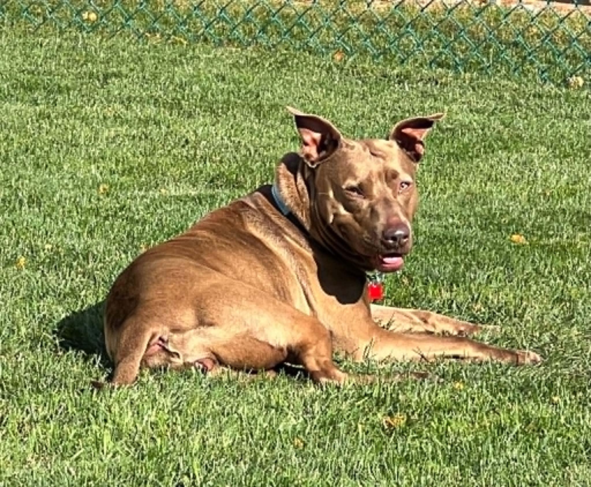 Enlarge Shirley Temple, a Adoptable Mixed Breed in Appleton, WI image 5/6