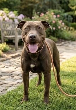 Enlarge Shirley Temple, a Adoptable Mixed Breed in Appleton, WI image 2/6