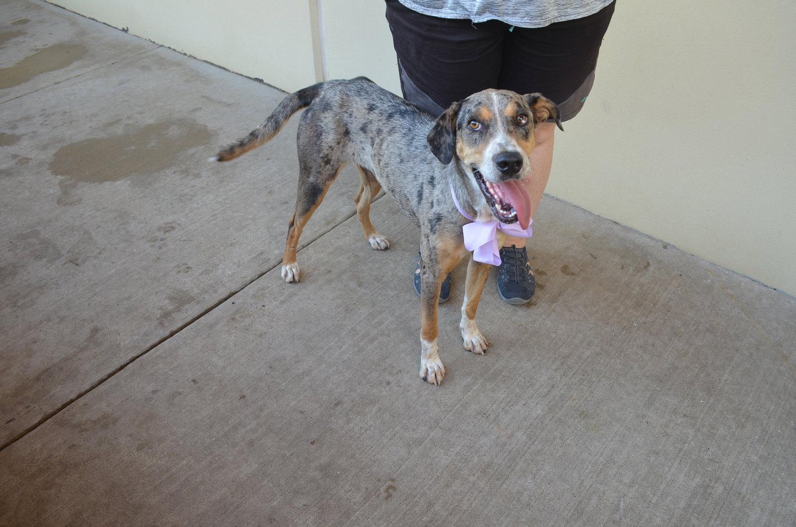 Socks, Adopted, Young Female Catahoula Leopard Dog.