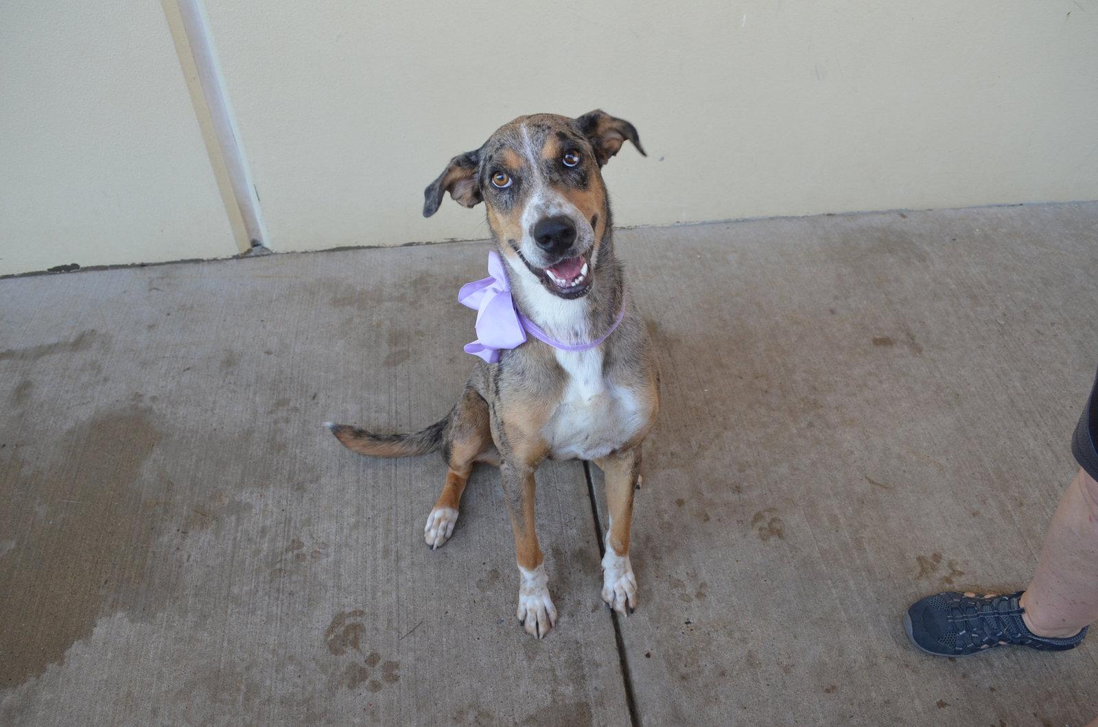 Socks, a Adopted Catahoula Leopard Dog in McKinney, TX image 2/3