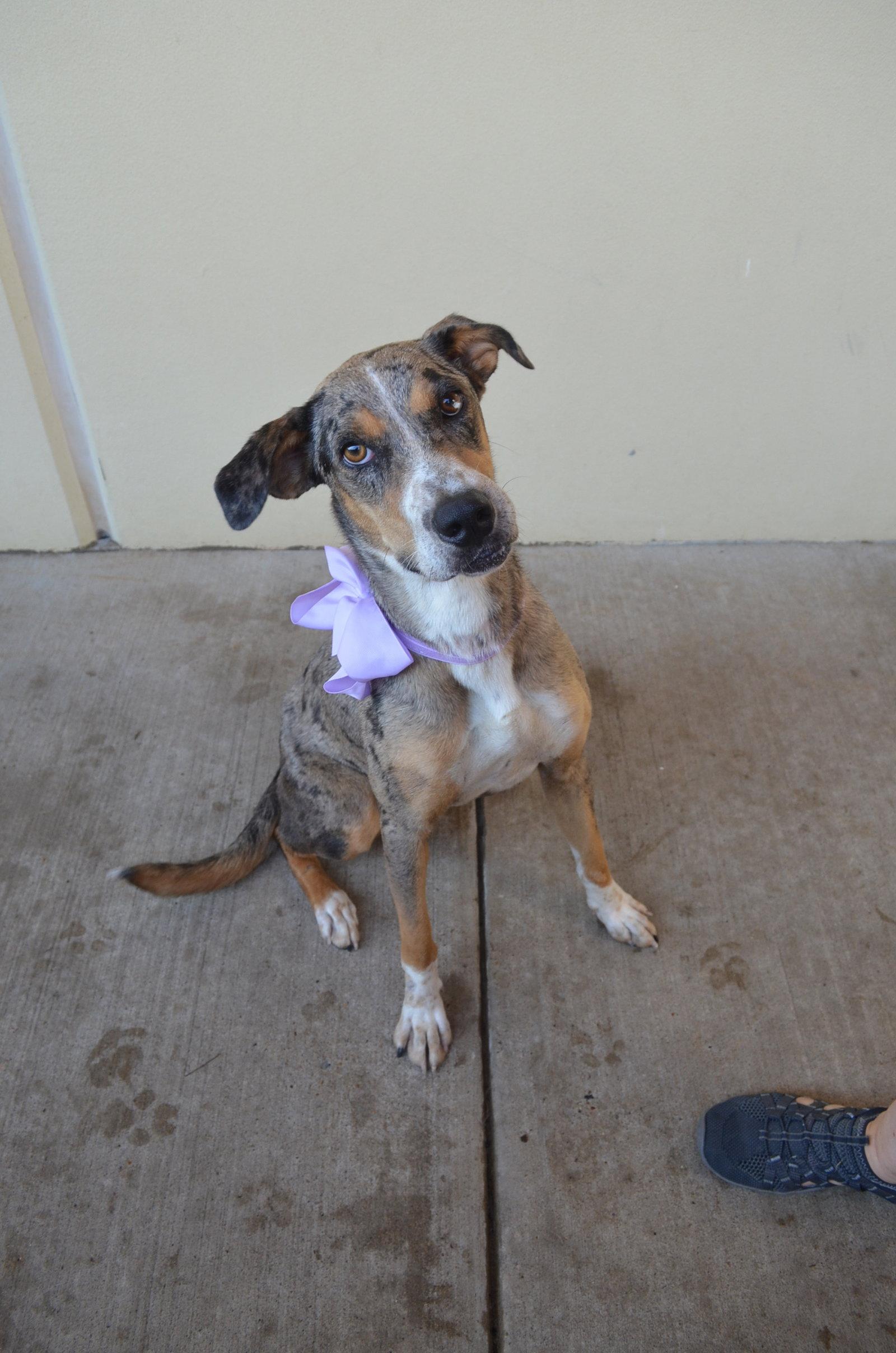 Socks, a Adopted Catahoula Leopard Dog in McKinney, TX image 3/3