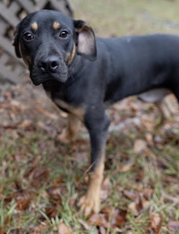 Enlarge Bones, a Adoptable mixed breed in Fairfax, VA image 6/6