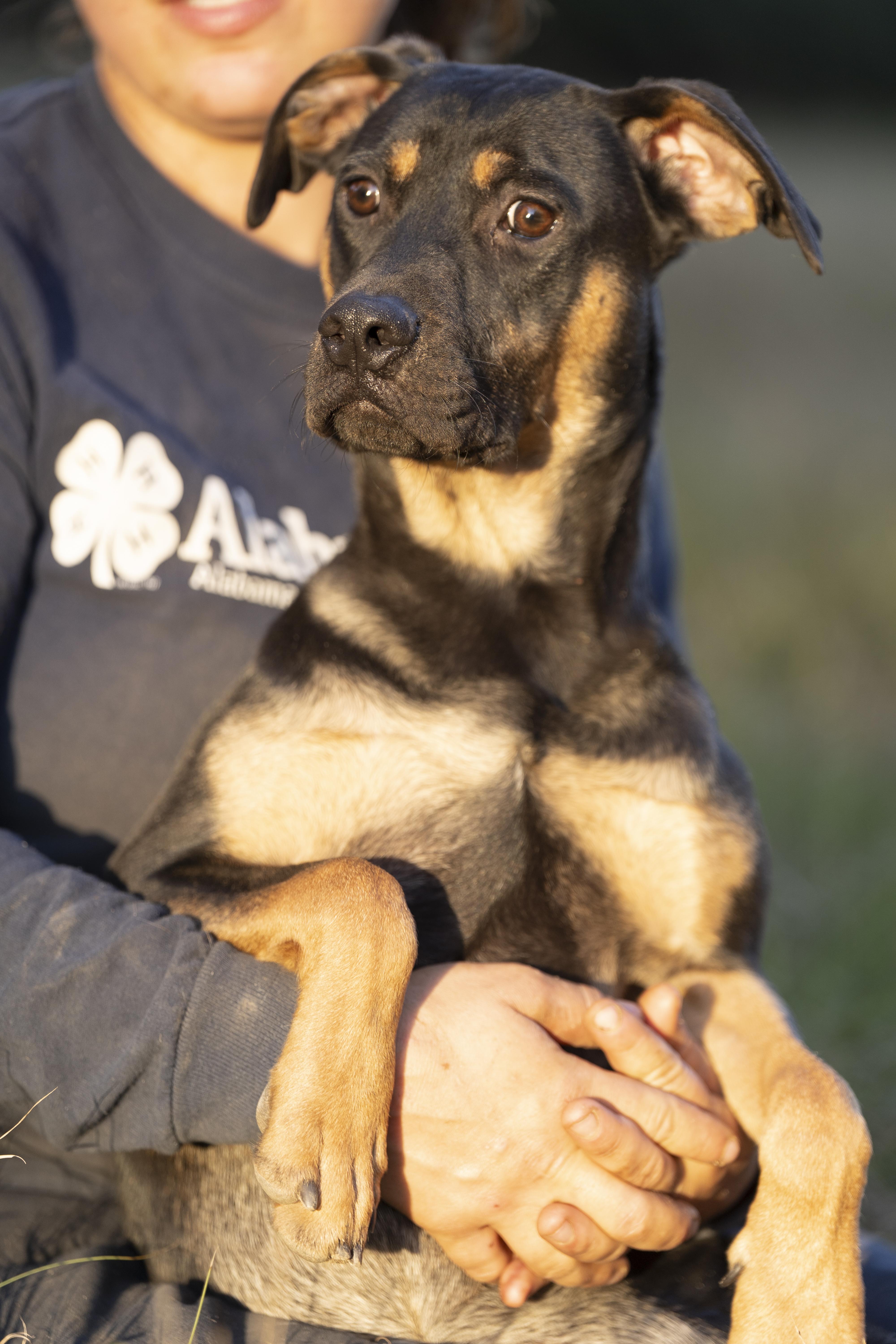 Enlarge Bones, a Adoptable mixed breed in Fairfax, VA image 3/6