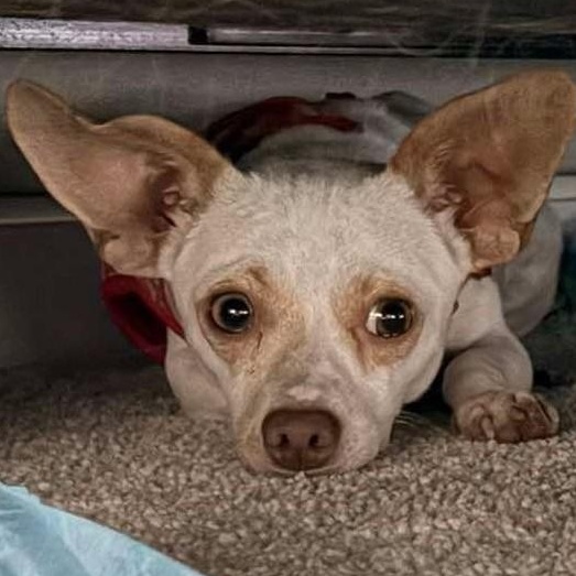Enlarge Arlo, a Adoptable mixed breed in Calgary, AB image 5/6