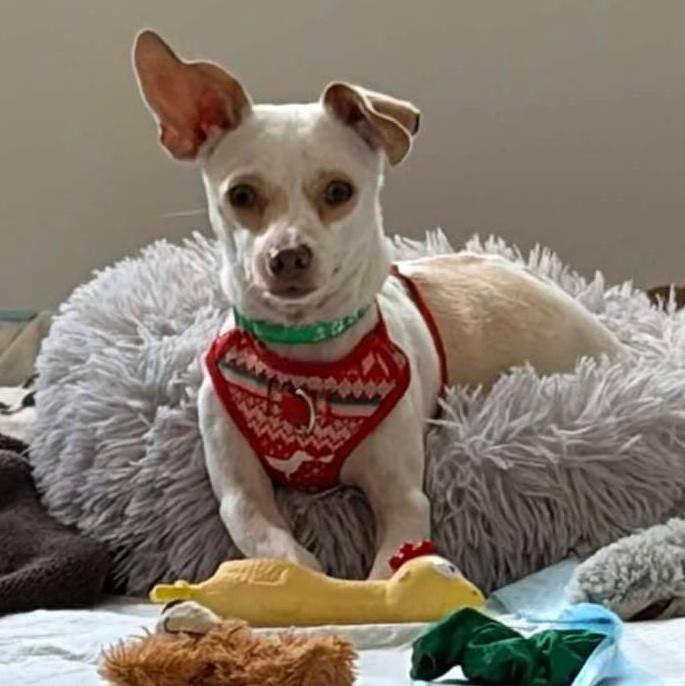 Enlarge Arlo, a Adoptable mixed breed in Calgary, AB image 6/6