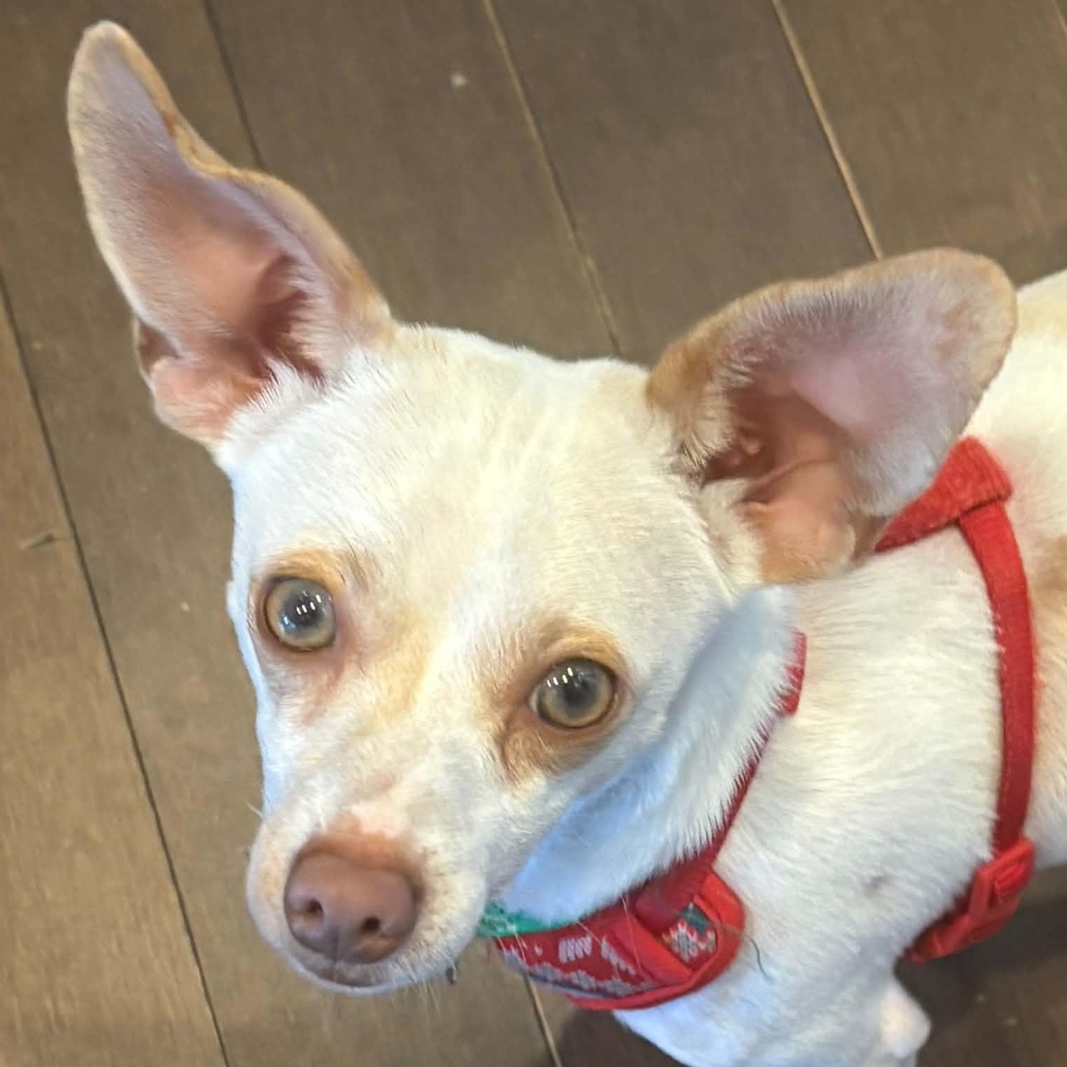 Arlo, Adoptable, Adult Male Chihuahua.