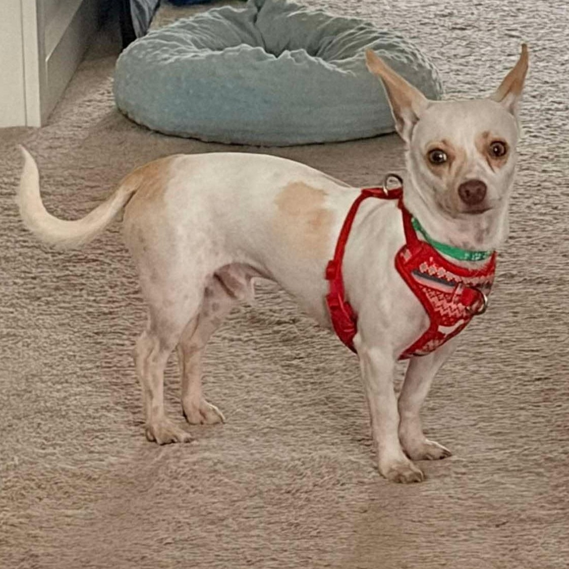 Enlarge Arlo, a Adoptable mixed breed in Calgary, AB image 2/6