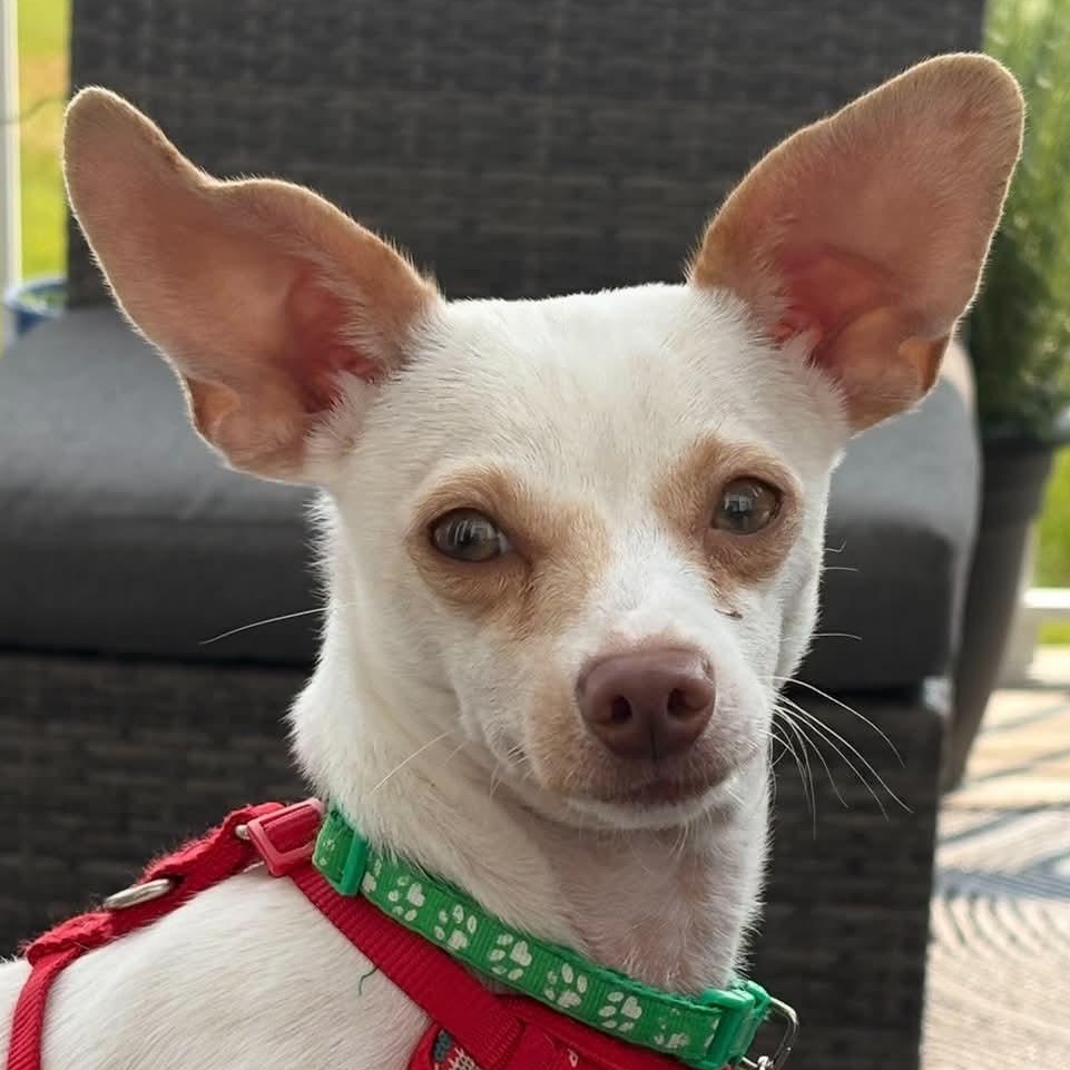 Enlarge Arlo, a Adoptable mixed breed in Calgary, AB image 4/6