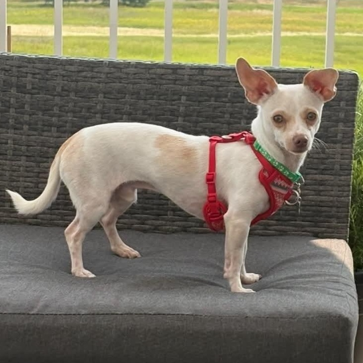 Enlarge Arlo, a Adoptable mixed breed in Calgary, AB image 3/6