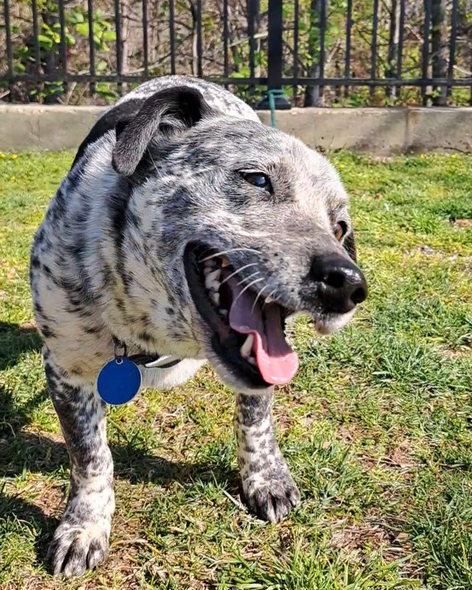 Waylon, adoptable heeler