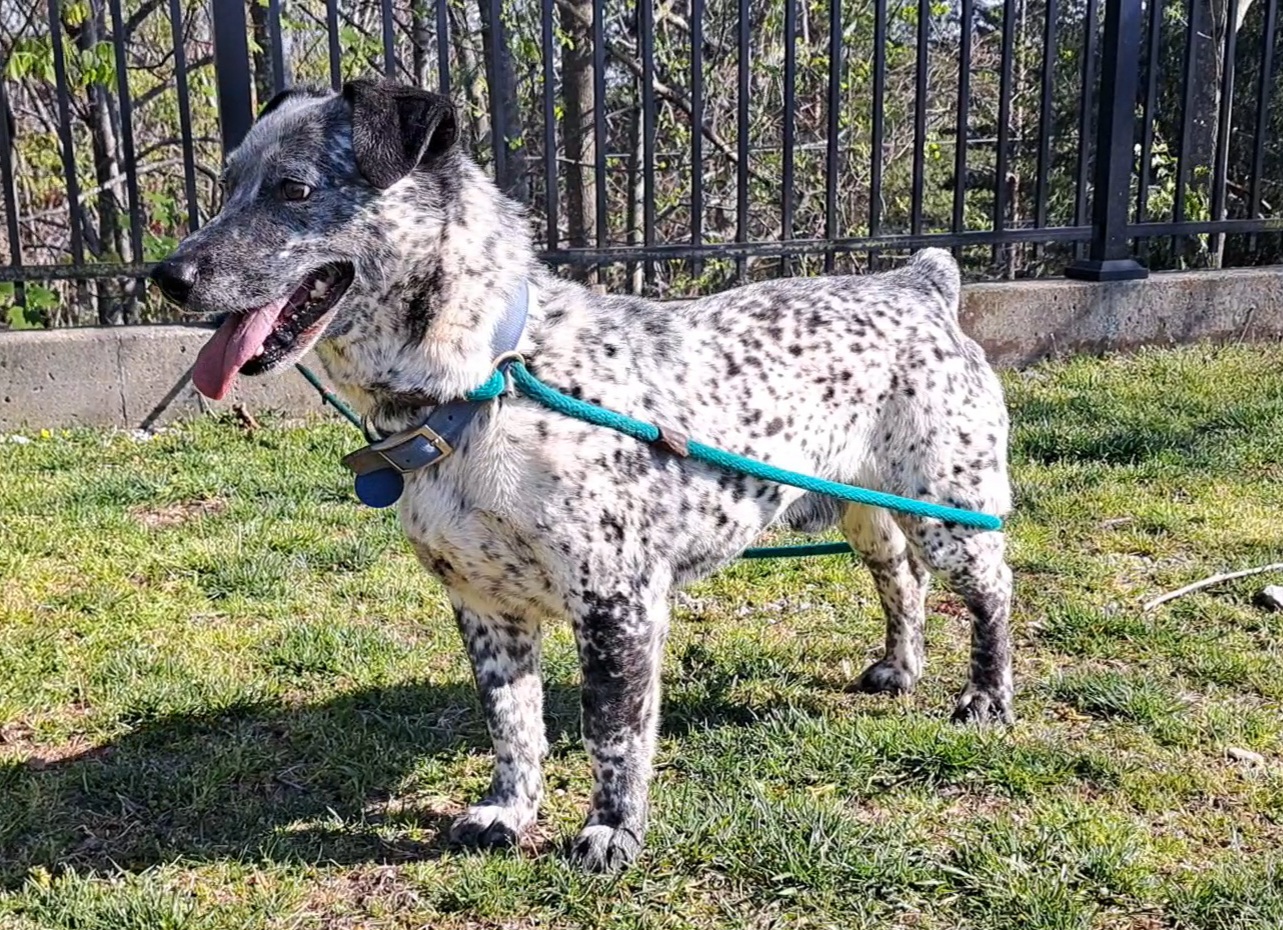 Enlarge Waylon, a Adoptable Australian Cattle Dog / Blue Heeler in Westminster, SC image 2/6