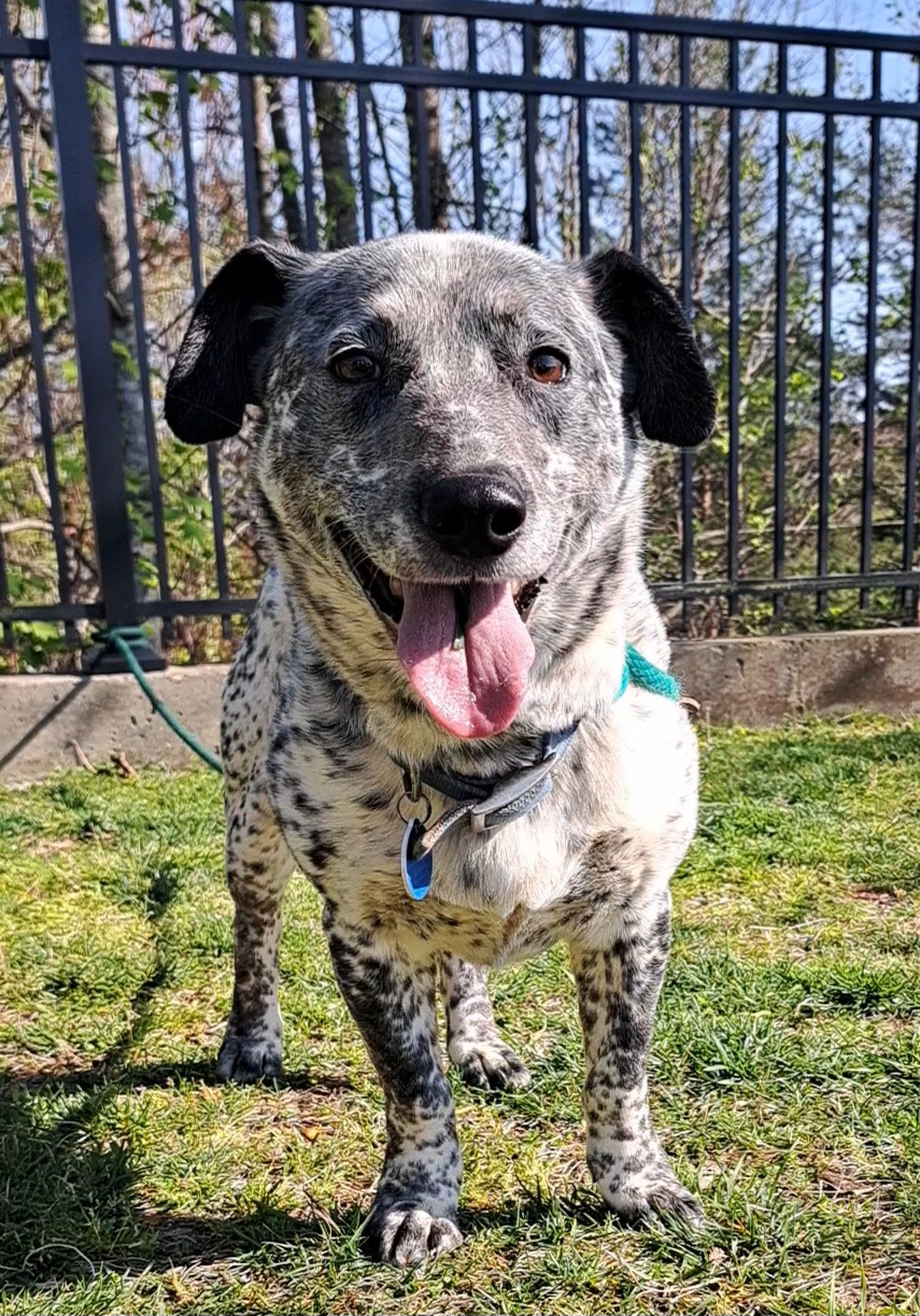 Enlarge Waylon, a Adoptable Australian Cattle Dog / Blue Heeler in Westminster, SC image 3/6