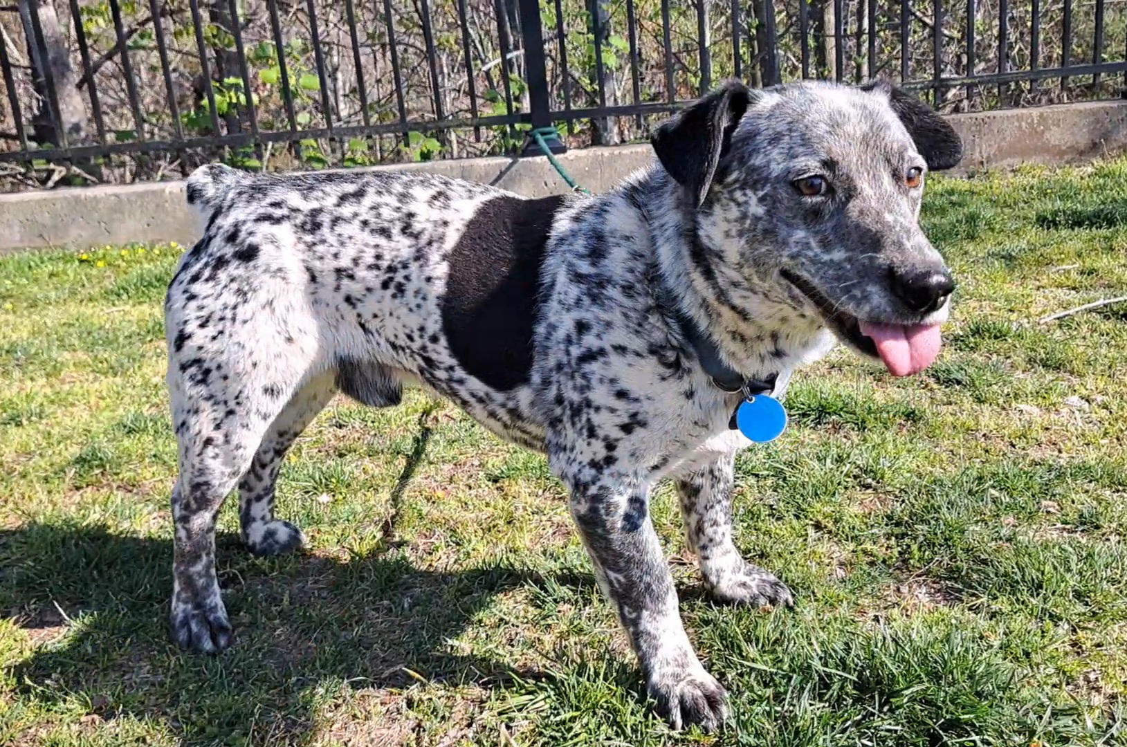 Enlarge Waylon, a Adoptable Australian Cattle Dog / Blue Heeler in Westminster, SC image 4/6