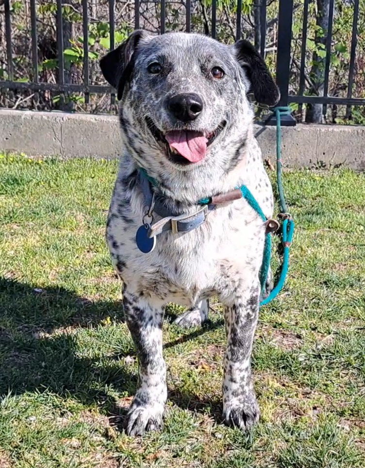 Enlarge Waylon, a Adoptable Australian Cattle Dog / Blue Heeler in Westminster, SC image 5/6