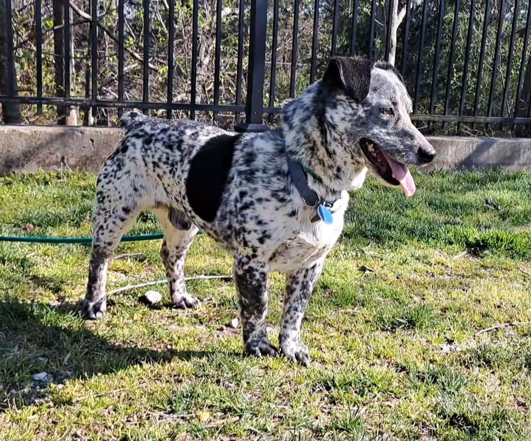 Enlarge Waylon, a Adoptable Australian Cattle Dog / Blue Heeler in Westminster, SC image 6/6