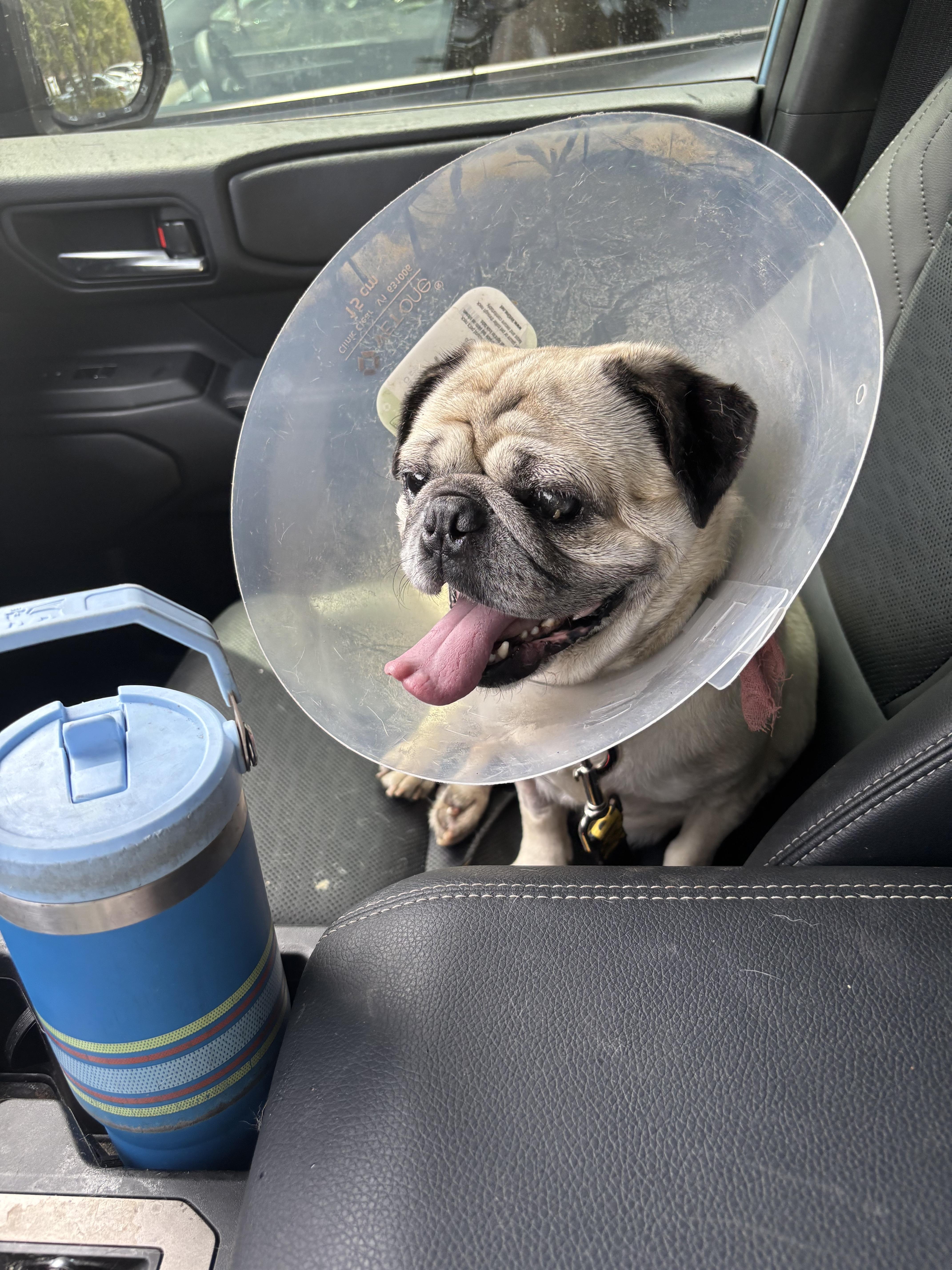 Buddy Boo, ADOPTABLE, Adult Male Pug.