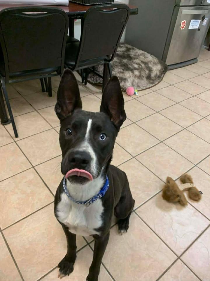 Dom, a Adoptable mixed breed in Mason City, IL image 1/6