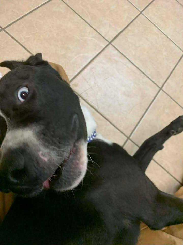 Dom, a Adoptable mixed breed in Mason City, IL image 2/6