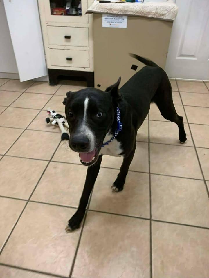 Dom, a Adoptable mixed breed in Mason City, IL image 3/6