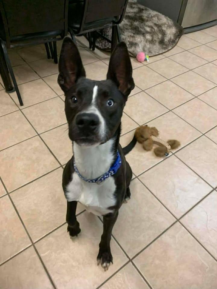 Dom, a Adoptable mixed breed in Mason City, IL image 4/6