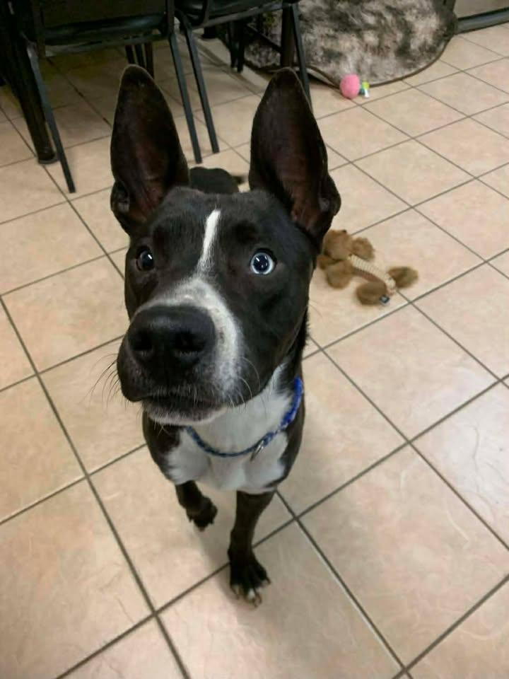 Dom, a Adoptable mixed breed in Mason City, IL image 5/6