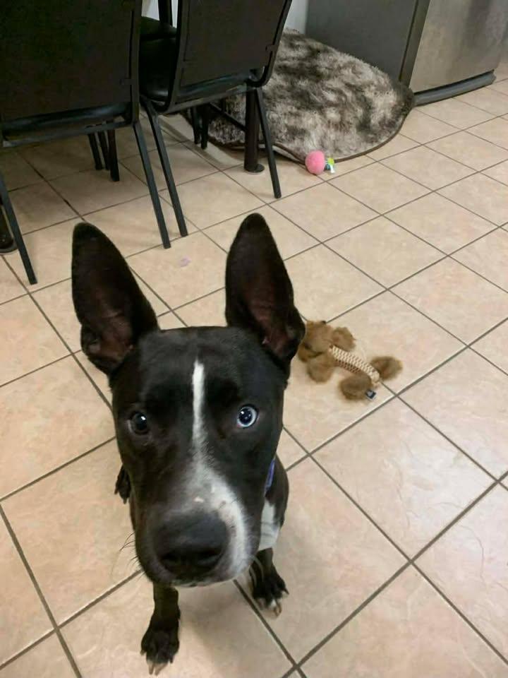 Dom, a Adoptable mixed breed in Mason City, IL image 6/6