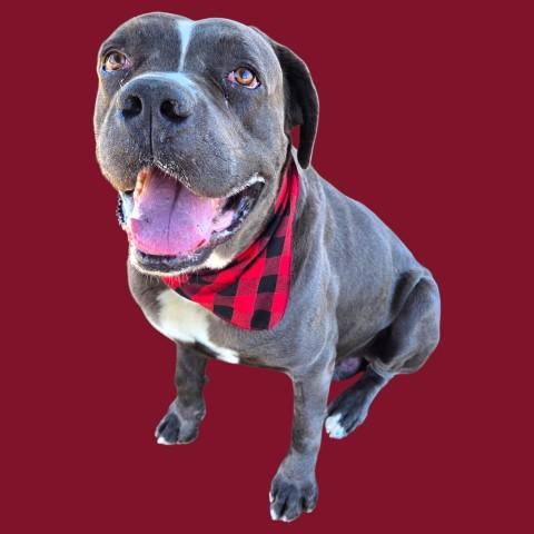 Max - In foster. Needs forever home., Adoptable, Adult Male Cane Corso.