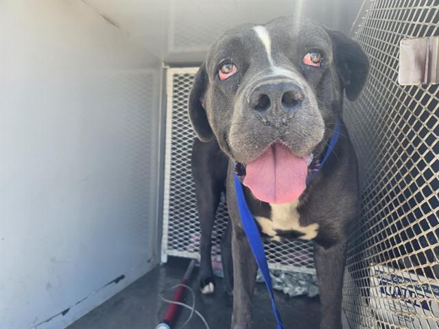 Enlarge Max - In foster. Needs forever home., a Adoptable mixed breed in Thousand Oaks, CA image 2/2