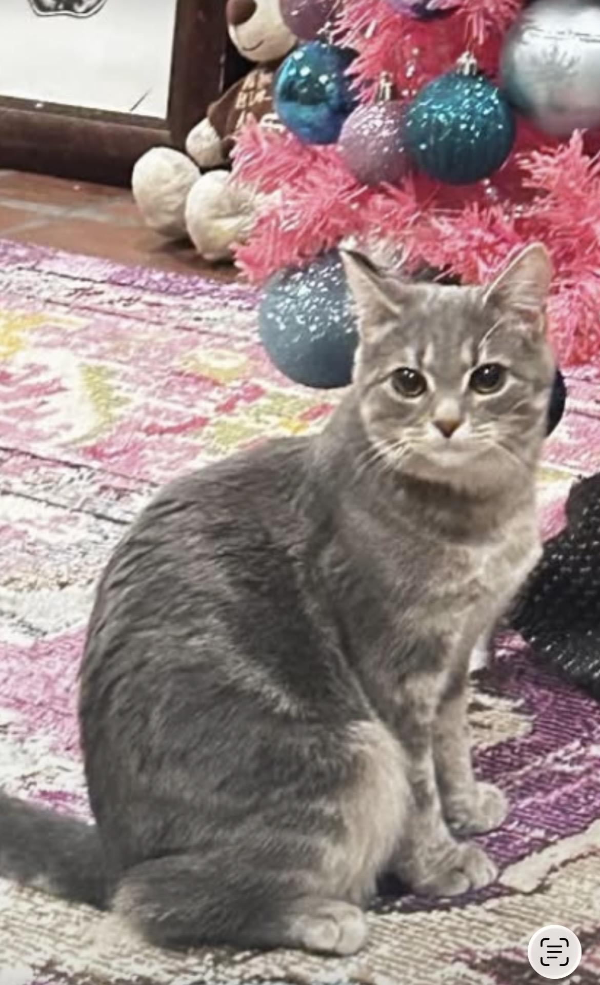 Enlarge Mary Kate, an adopted Domestic Short Hair in Pittsburgh, PA image 1/1